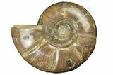Polished Ammonite (Argonauticeras) Fossil - Iridescent Shell #252773-1